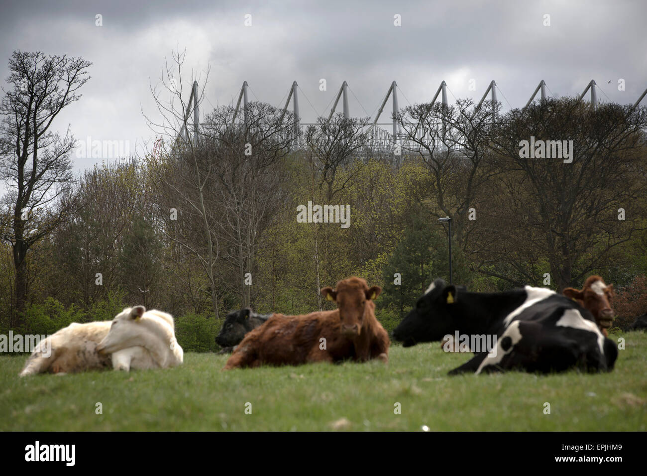 A herd of cattle lying in a field behind the Leazes Stand of the stadium before Newcastle United host Tottenham Hotspurs in an English Premier League match at St. James' Park. The match was boycotted by a section of the home support critical of the role of owner Mike Ashley and sponsorship by a payday loan company. The match was won by Spurs by 3-1, watched by 47,427, the lowest league gate of the season at the stadium. Stock Photo