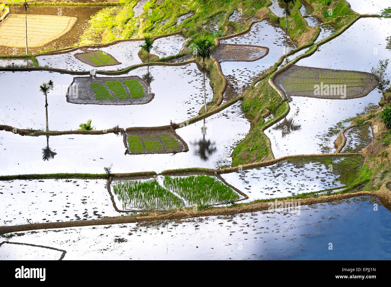 Amazing abstract texture of rice terraces fields with sky colorful reflection in water. Ifugao province. Banaue, Philippines UNE Stock Photo