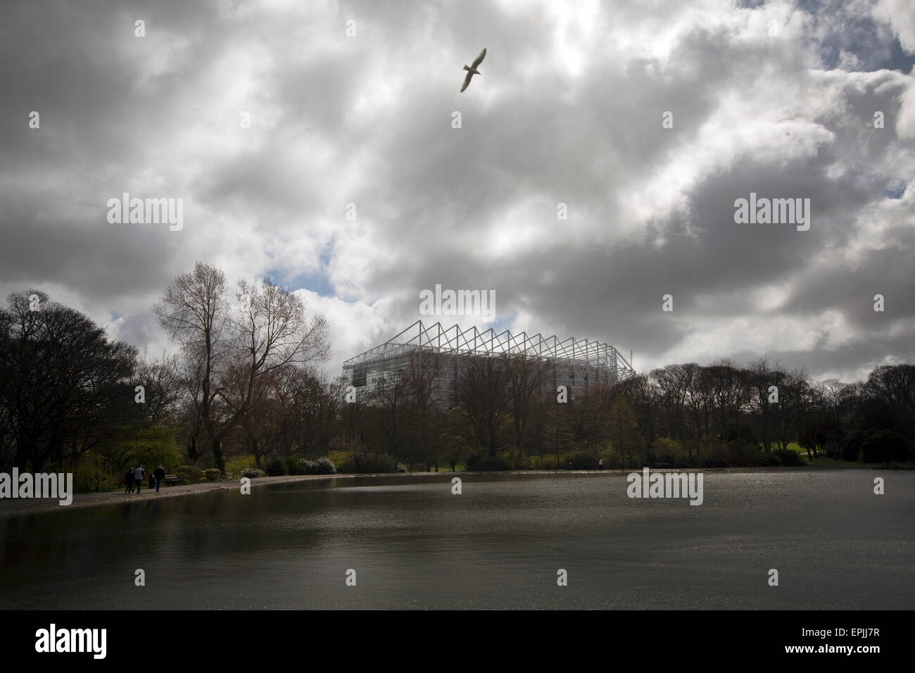 A seagull flying over a lake in Leazes Park, situated behind the Leazes Stand of the stadium before Newcastle United host Tottenham Hotspurs in an English Premier League match at St. James' Park. The match was boycotted by a section of the home support critical of the role of owner Mike Ashley and sponsorship by a payday loan company. The match was won by Spurs by 3-1, watched by 47,427, the lowest league gate of the season at the stadium. Stock Photo