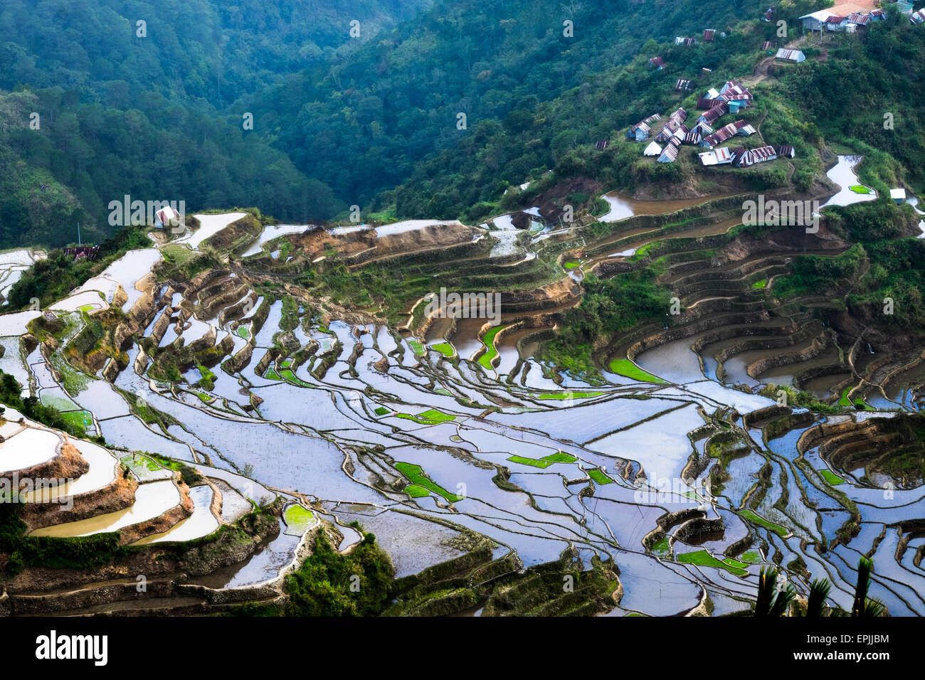 Village houses near rice terraces fields. Amazing abstract texture with sky colorful reflection in water. Ifugao province. Banau Stock Photo
