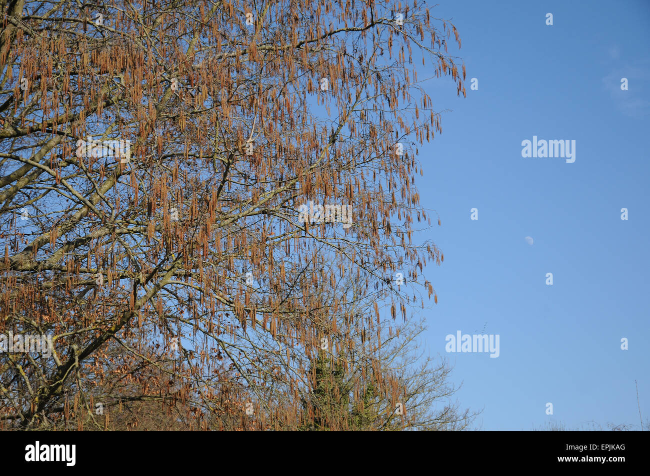 Grey alder Stock Photo