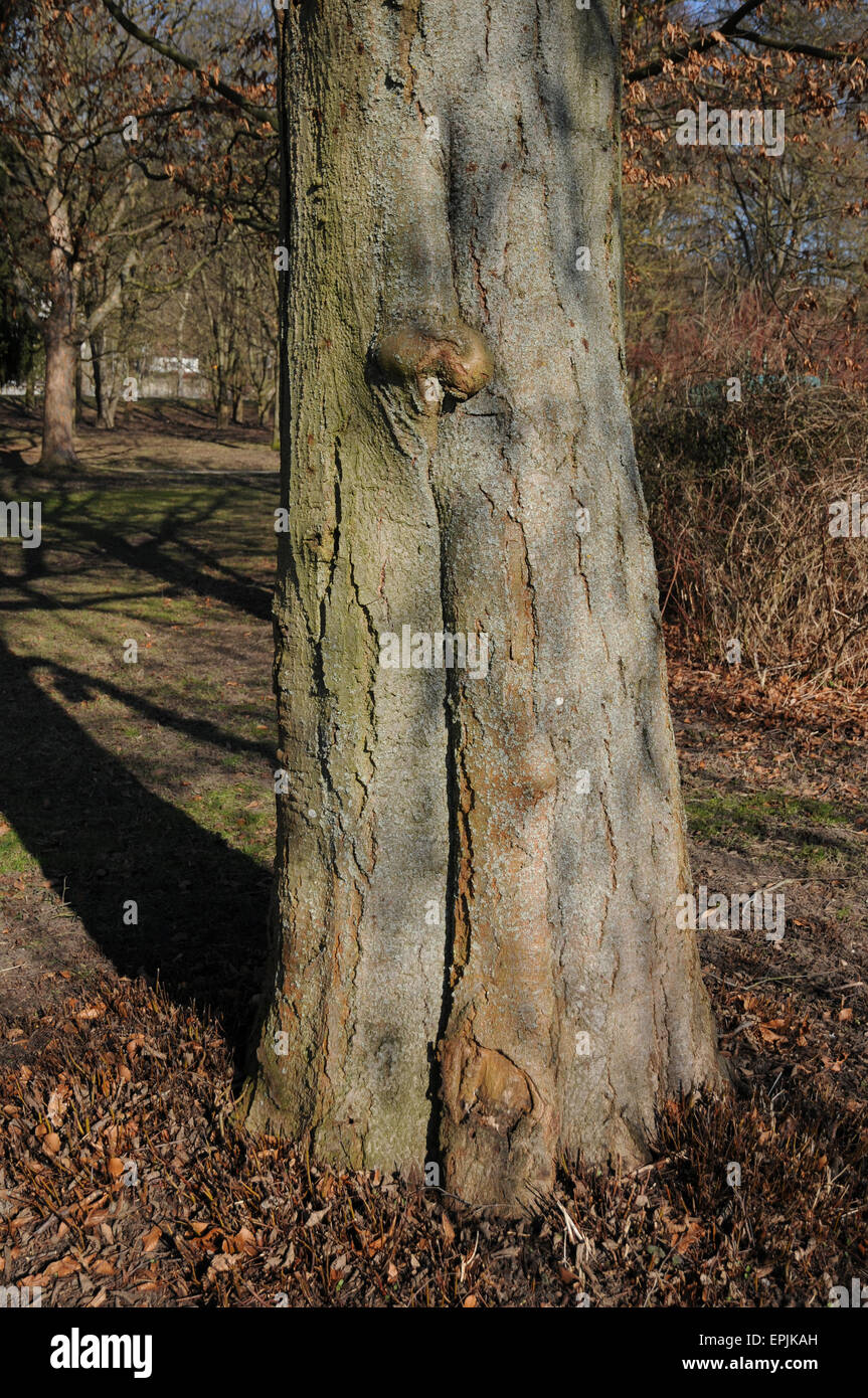 Grey alder Stock Photo