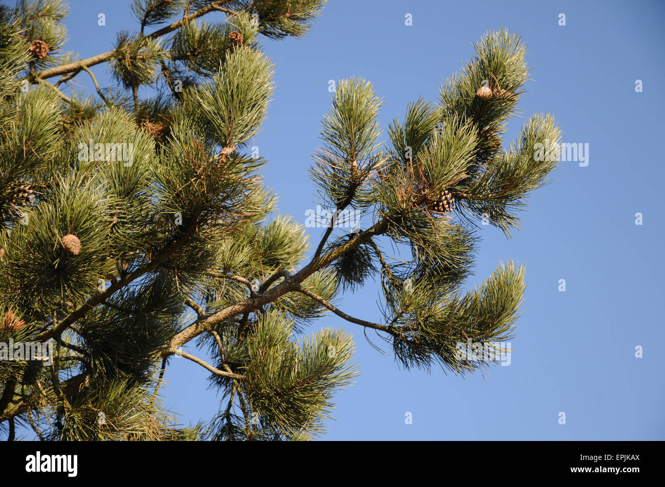 Black pine Stock Photo