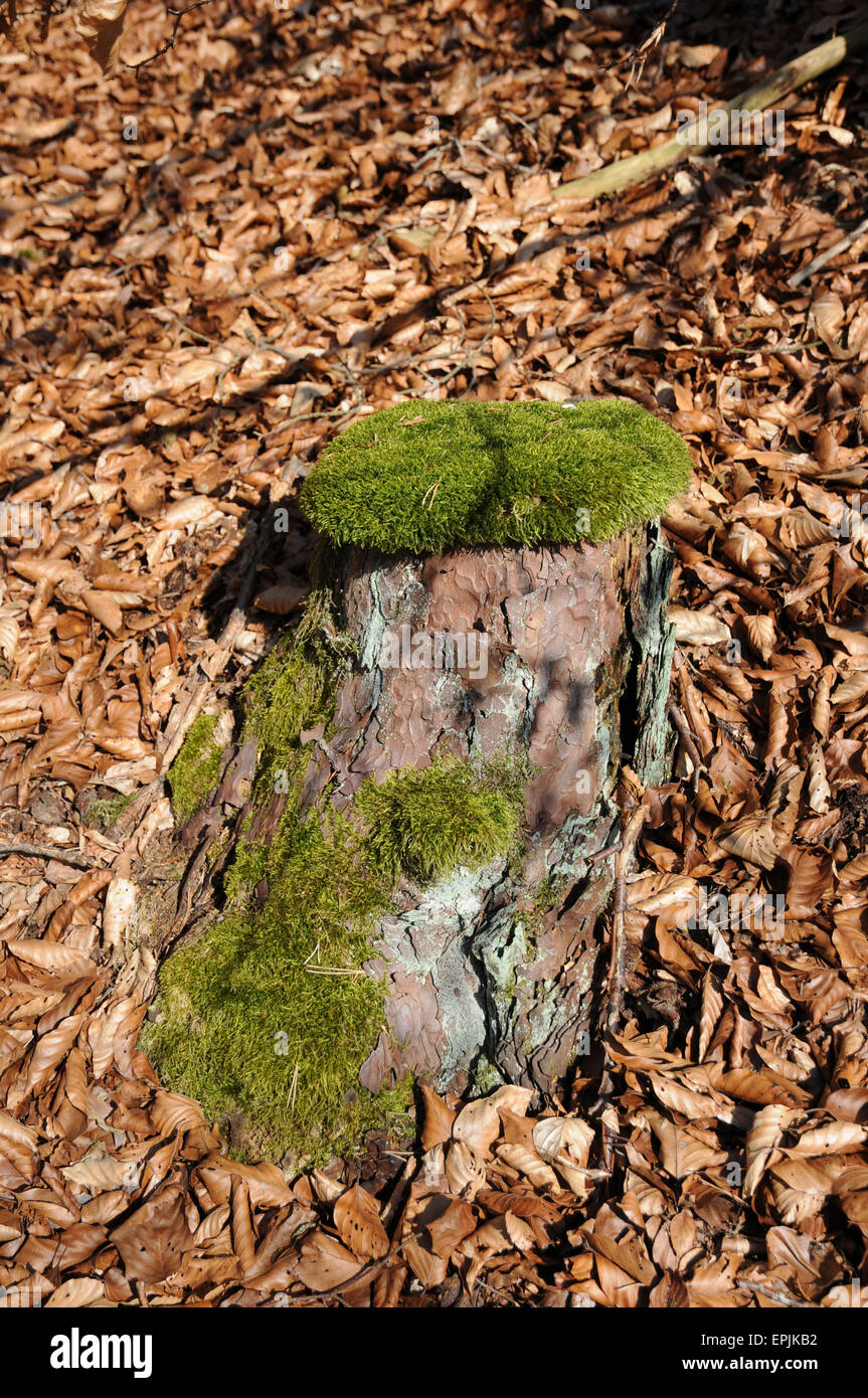 Tree stump with moss Stock Photo