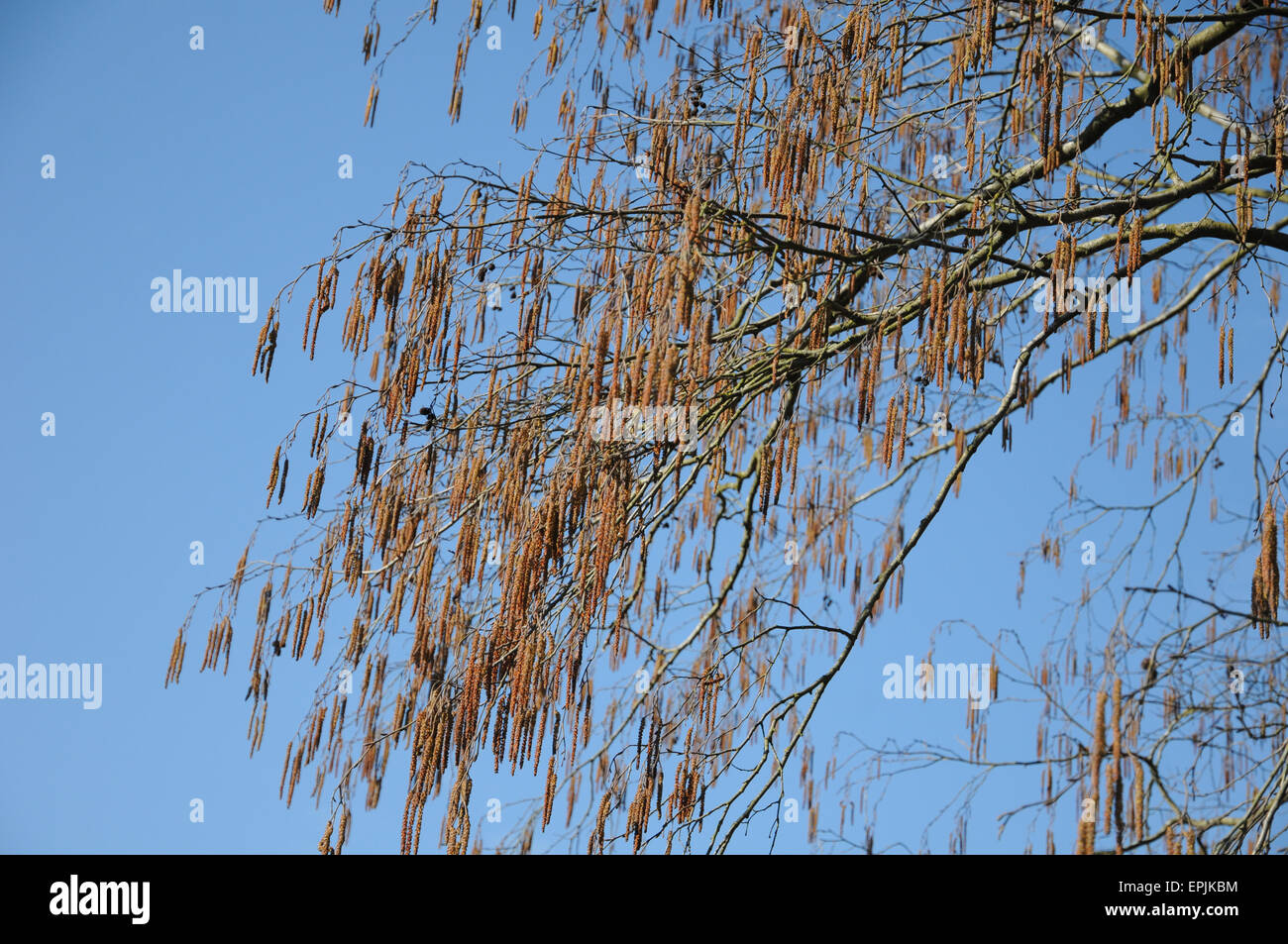 Grey alder Stock Photo
