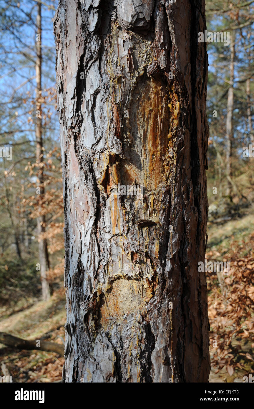 Pitch pine trees hires stock photography and images Alamy