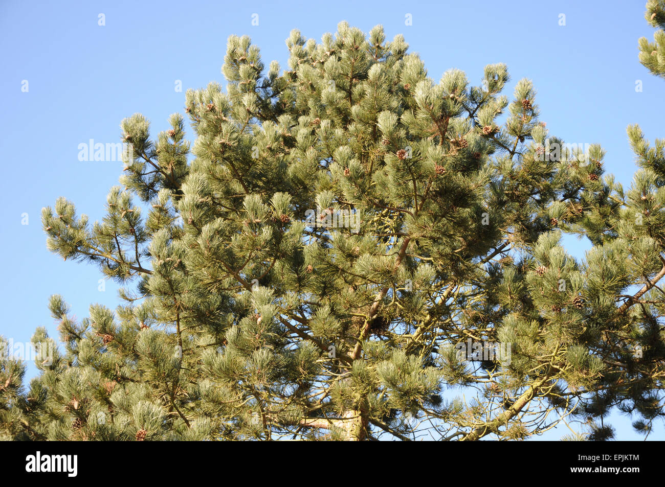 Black pine Stock Photo