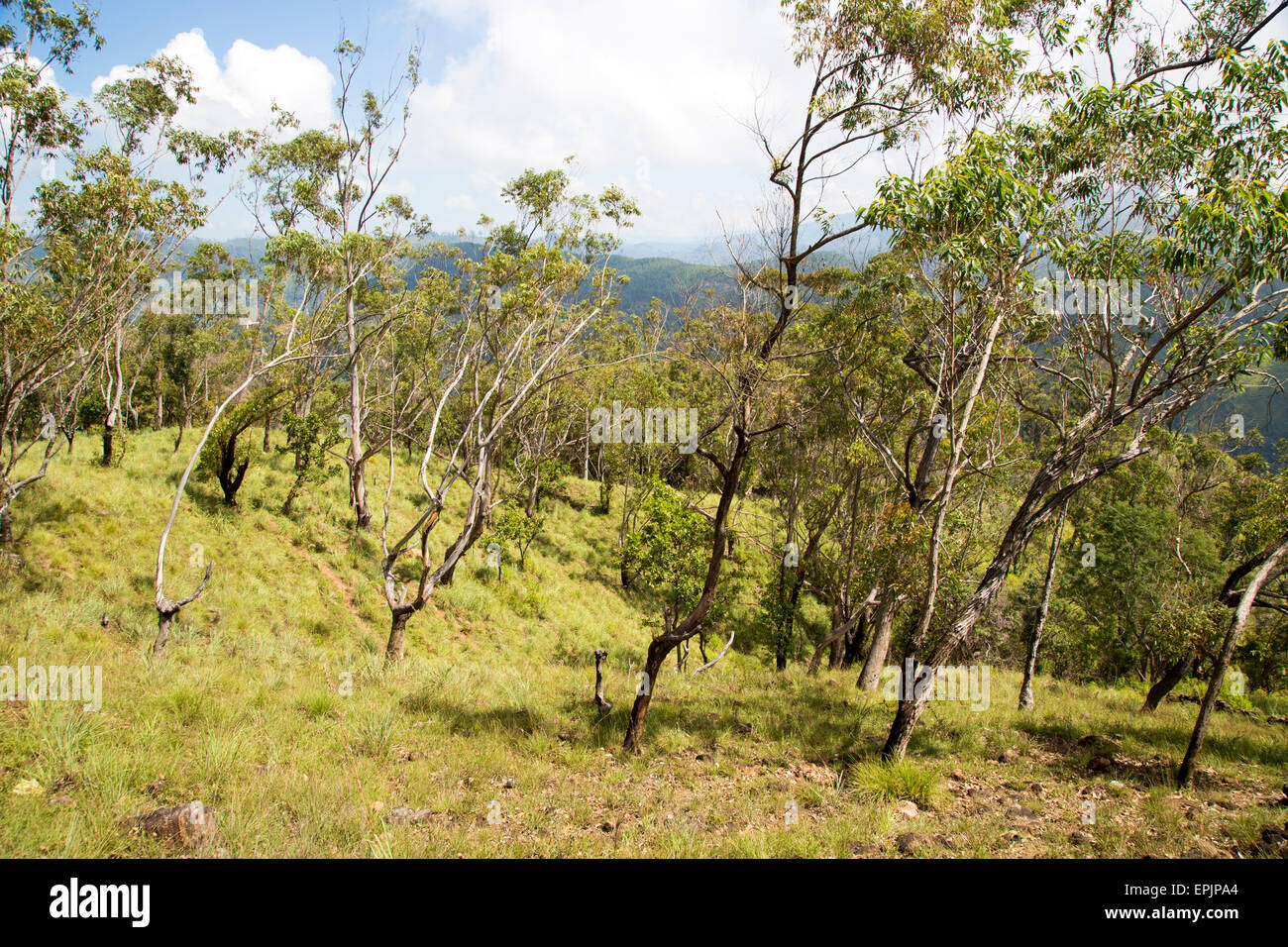 Forested hillside on Ella Rock mountain, Badulla District, Uva Province, Sri Lanka, Asia Stock Photo