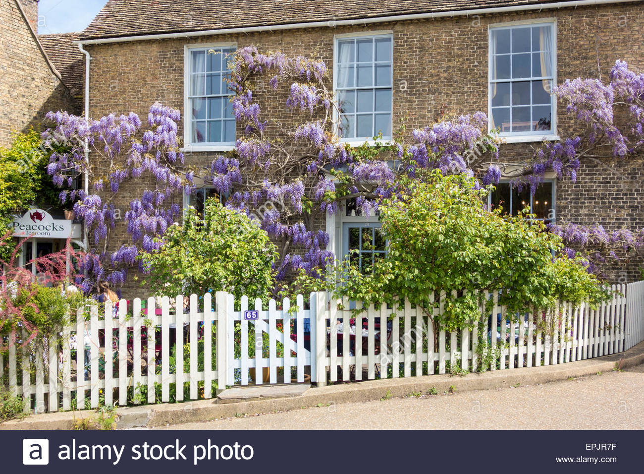 Wisteria In Full Bloom On The Famous Peacocks Tea Room In