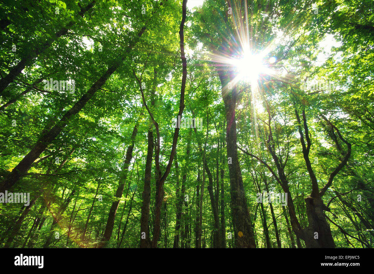 Green forest sunlight. Nature composition Stock Photo - Alamy
