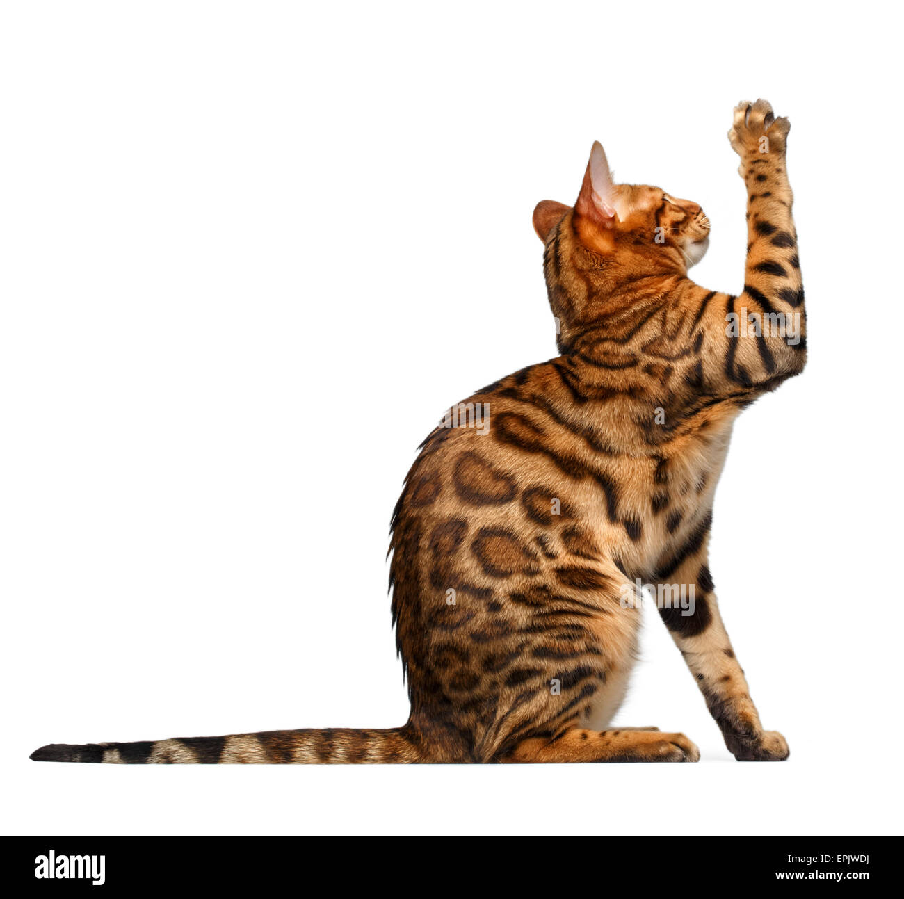 bengal cat sits and raising up paw Stock Photo