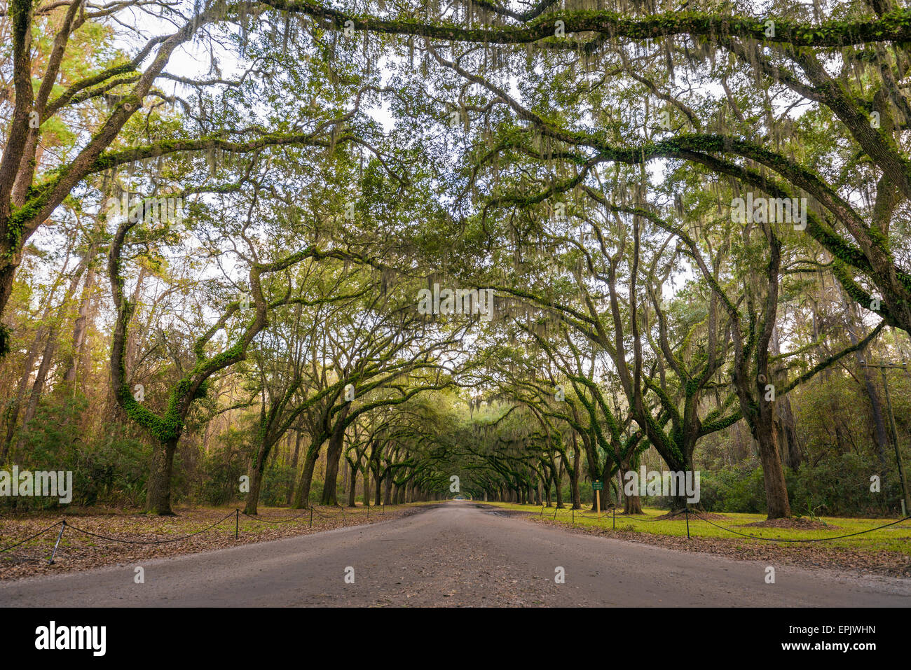 Oak tree lined road to the Wormsloe Plantation Historic Site near Savannah, Georgia. Stock Photo