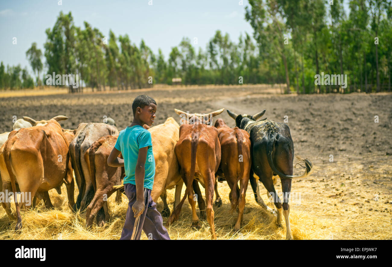 Ethiopian young boy using herd of oxen for threshing harvest. Stock Photo