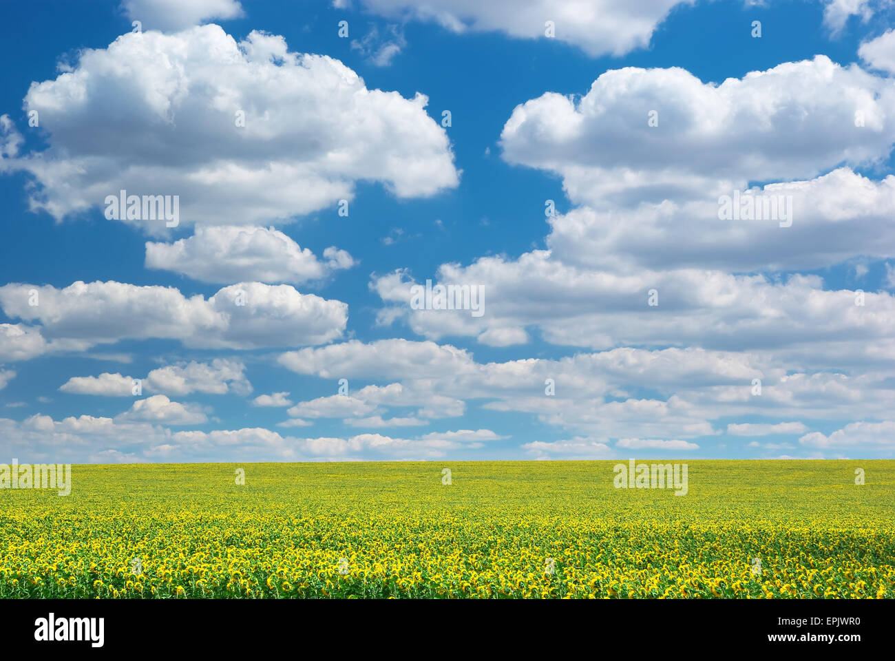 Big field of sunflowers. Composition of nature. Stock Photo