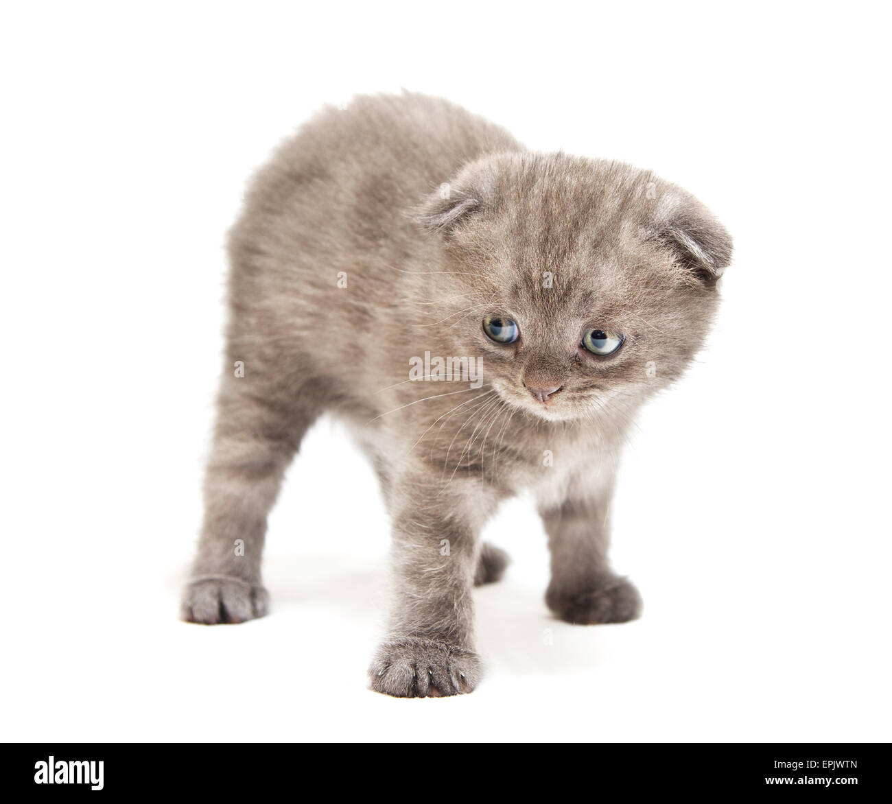 Beauty little cat. Isolated object. Stock Photo