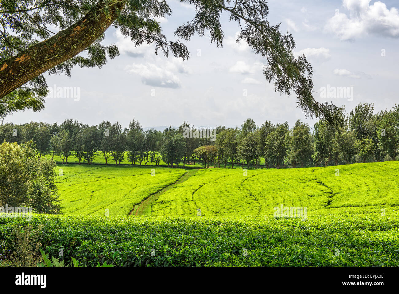 Tea plantation in Ethiopia Stock Photo