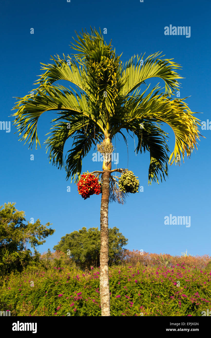 Betel Nut tree growing in Kauai Stock Photo Alamy