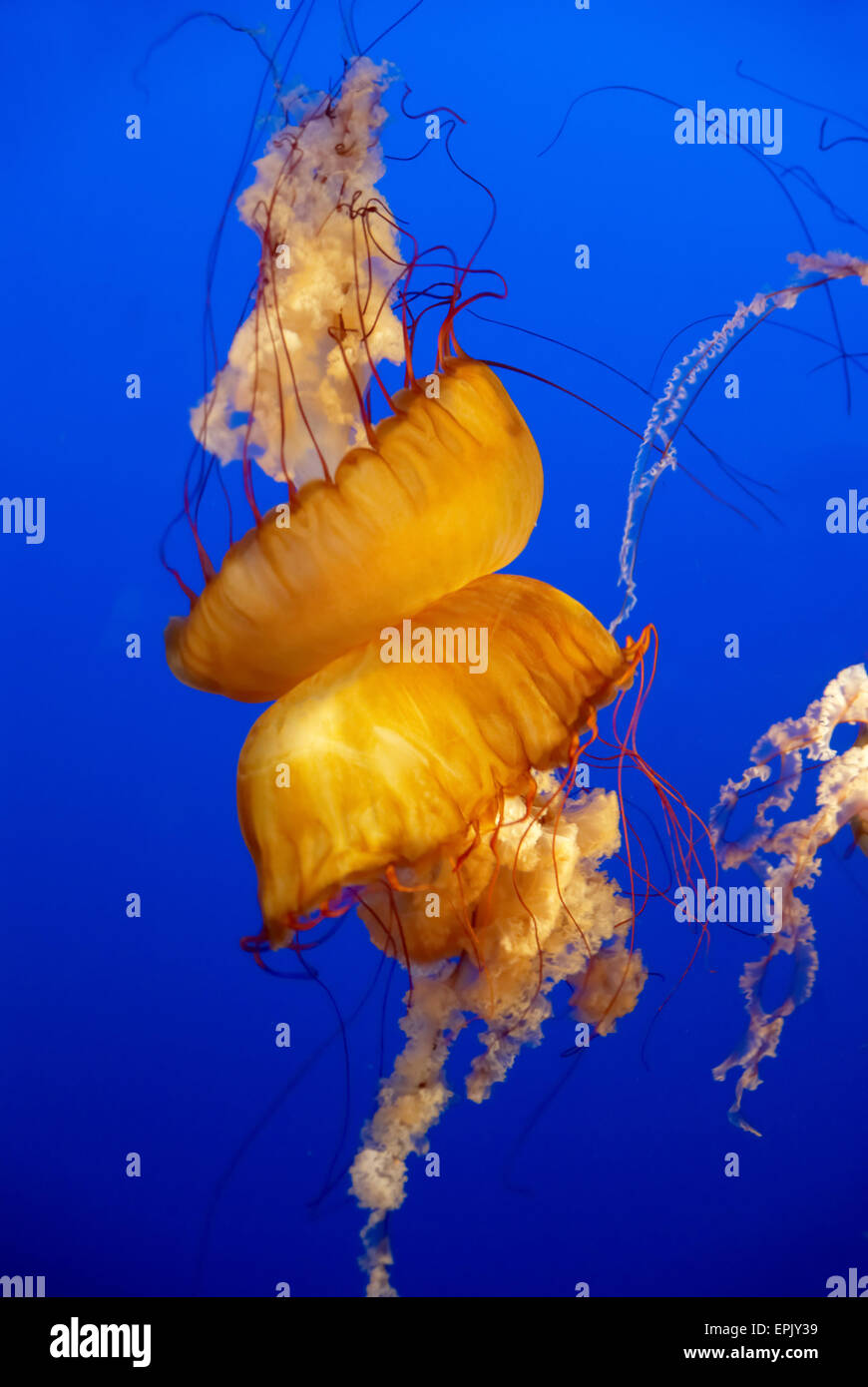 Orange jellyfish in an aquarium Stock Photo Alamy