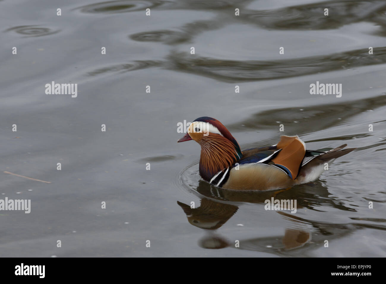 alone, animal, attractive, beutiful, british, color, colorful, creative, david slater, duck, exotic, feathers, lake, male, mand Stock Photo