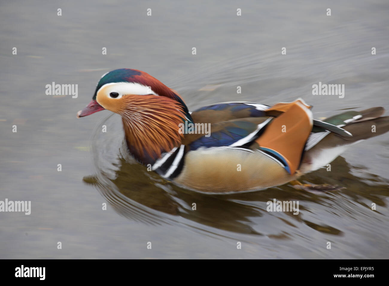 alone, animal, attractive, beutiful, british, color, colorful, creative, david slater, duck, exotic, feathers, lake, male, mand Stock Photo