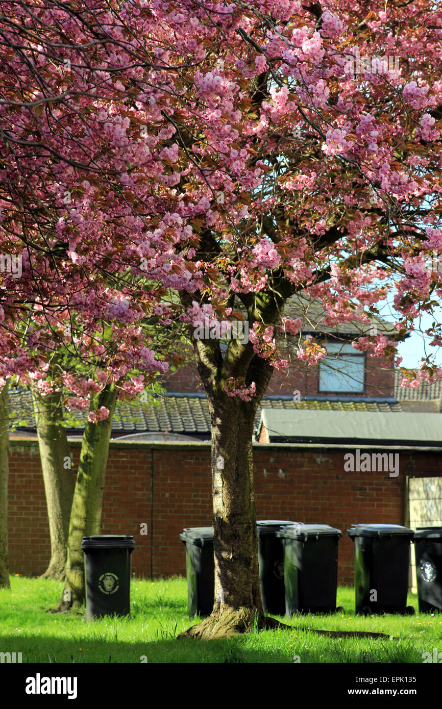 The Cherry is in full spring bloom at Stanley court in Burscough, on the day that the the refuse bins are out. Stock Photo