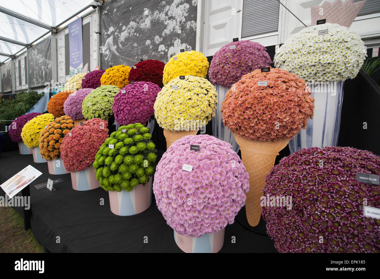 2015 RHS Chelsea Flower Show Opening Day, Royal Hospital Chelsea, London, UK. 19th May, 2015. National Chrysanthemum Society Gold Medal stand in The Great Pavilion with blooms depicting ice cream flavours. Credit:  Malcolm Park editorial/Alamy Live News Stock Photo