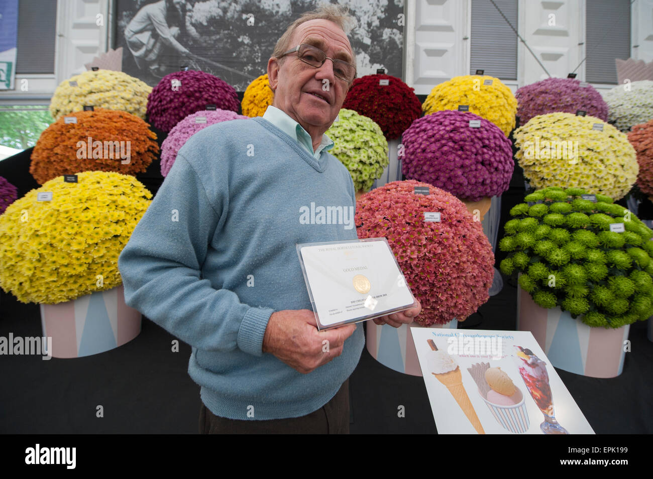 2015 RHS Chelsea Flower Show Opening Day, Royal Hospital Chelsea, London, UK. 19th May, 2015. National Chrysanthemum Society Gold Medal stand in The Great Pavilion with blooms depicting ice cream flavours. Credit:  Malcolm Park editorial/Alamy Live News Stock Photo