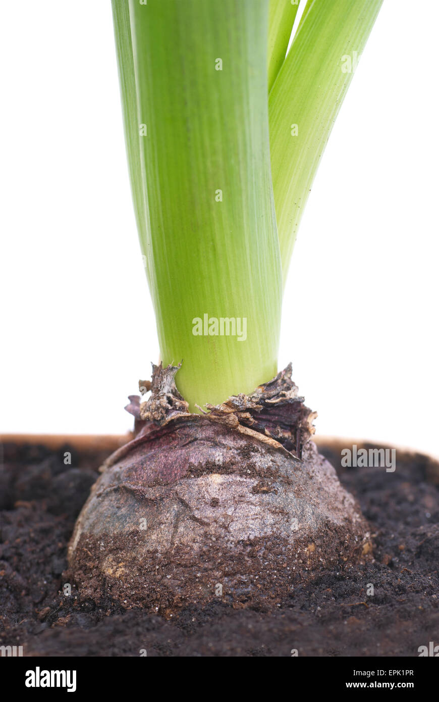 Bulb of hyacinth Stock Photo Alamy