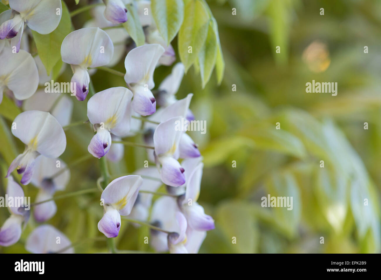 Flowering Wisteria floribunda 'kuchi beni' Stock Photo