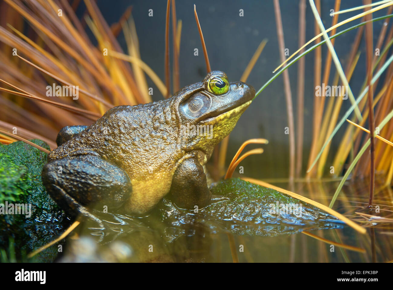 Green frog in grass macro hi-res stock photography and images - Alamy