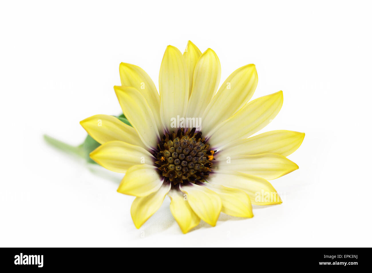 yellow flower Stock Photo