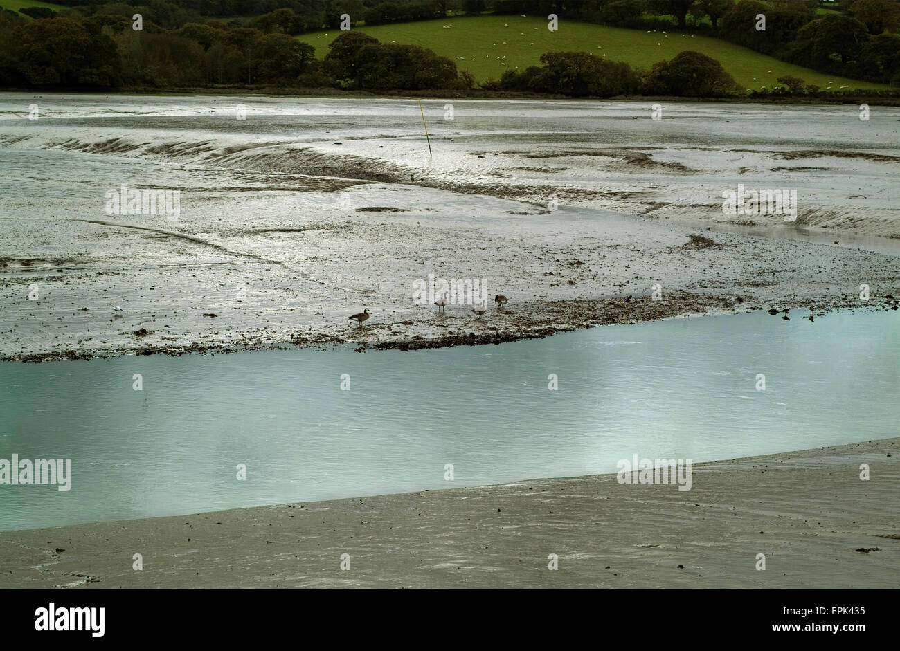 Truro River at low tide Stock Photo Alamy