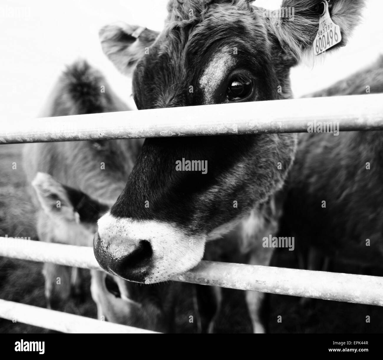 Calves in field Black and White Stock Photos & Images - Alamy