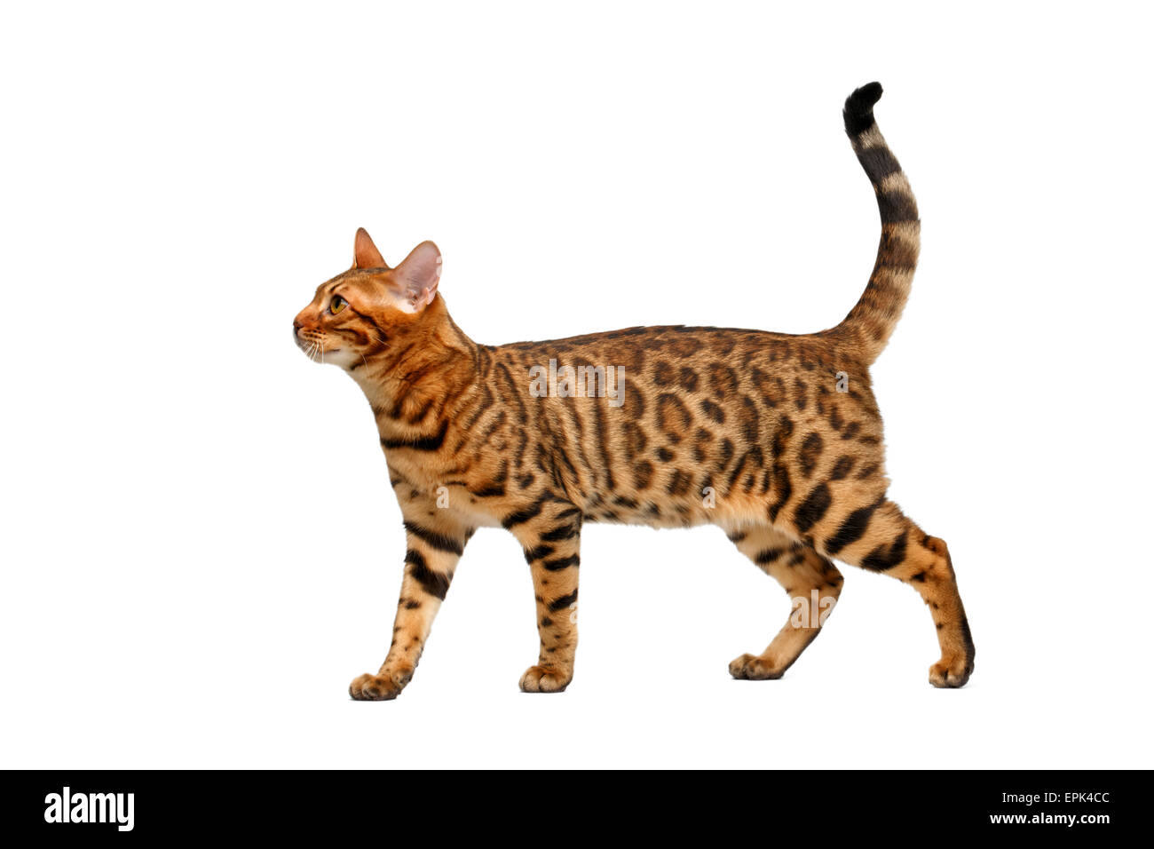 bengal cat walking on white Stock Photo Alamy