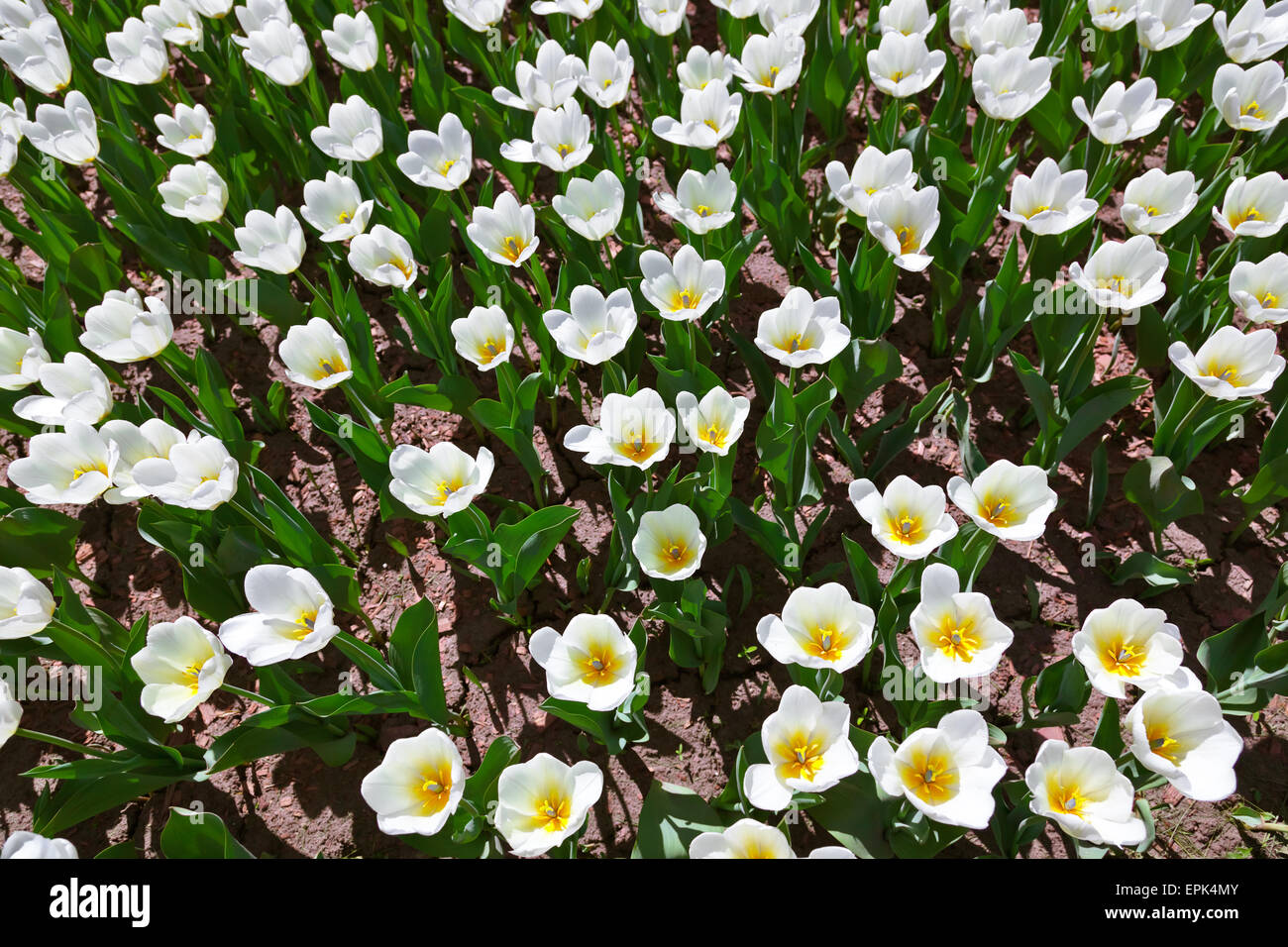 Flowers - nature background Stock Photo - Alamy