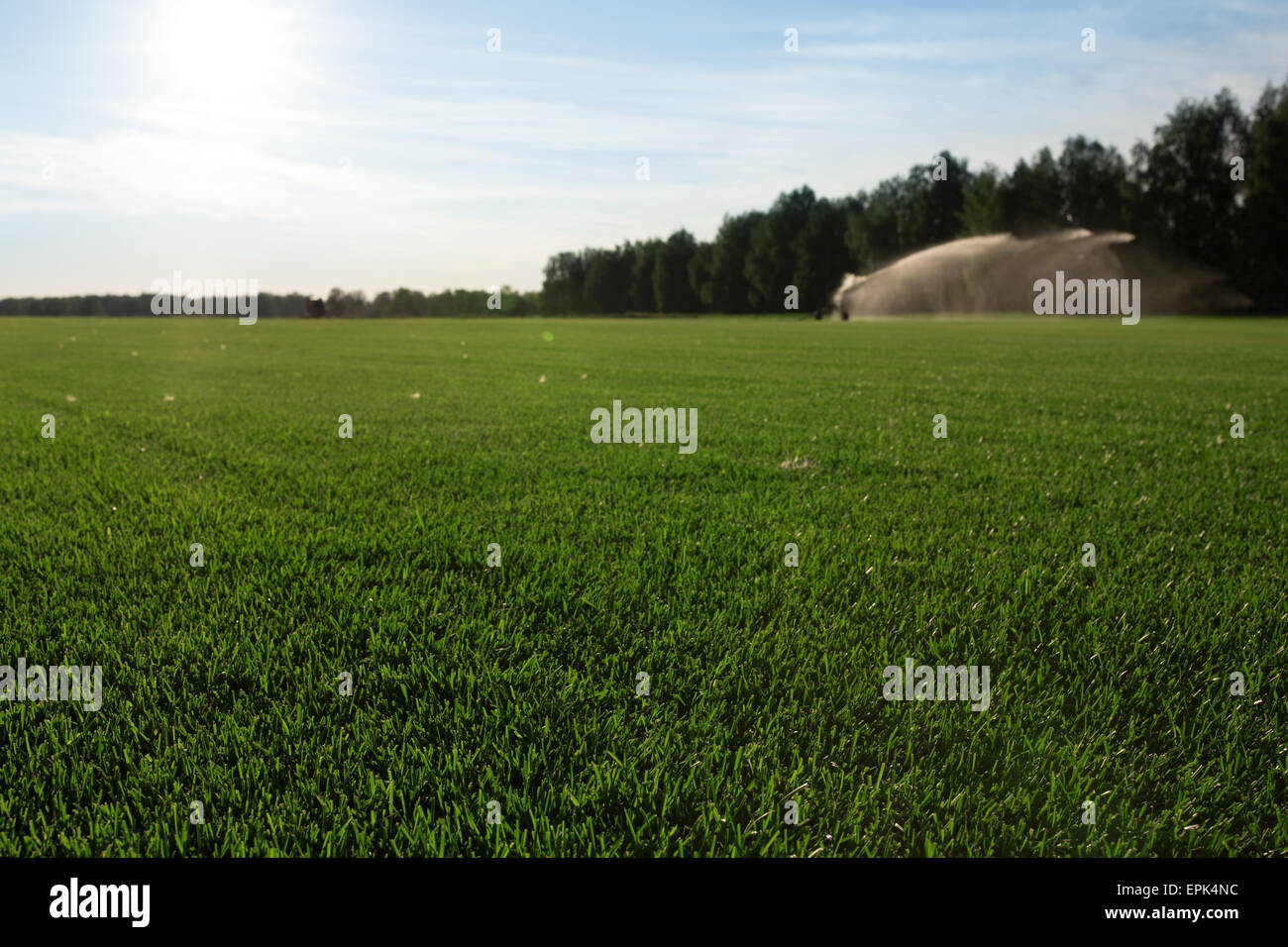 green field grass background Stock Photo Alamy