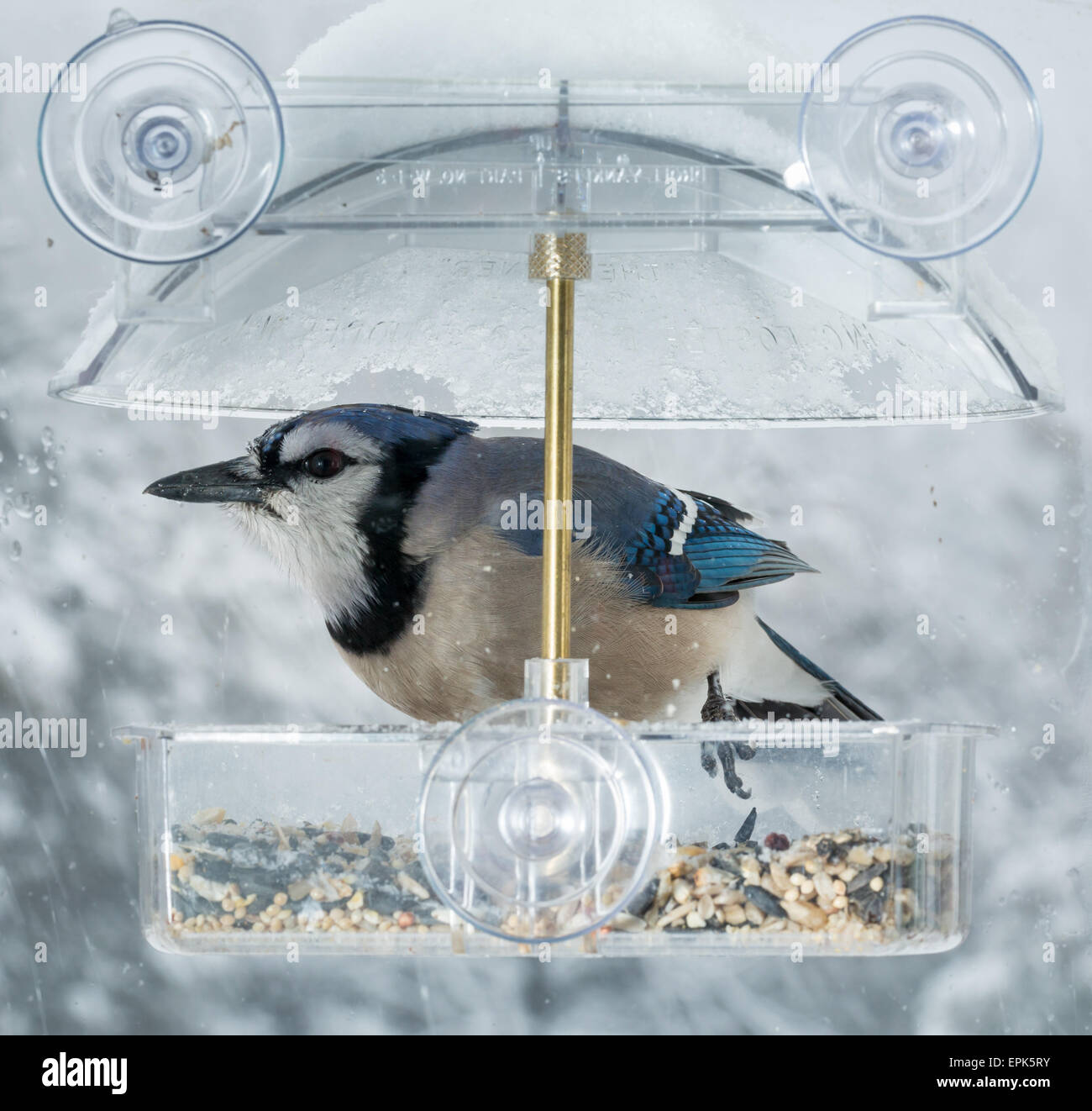 Blue Jay in window bird feeder Stock Photo