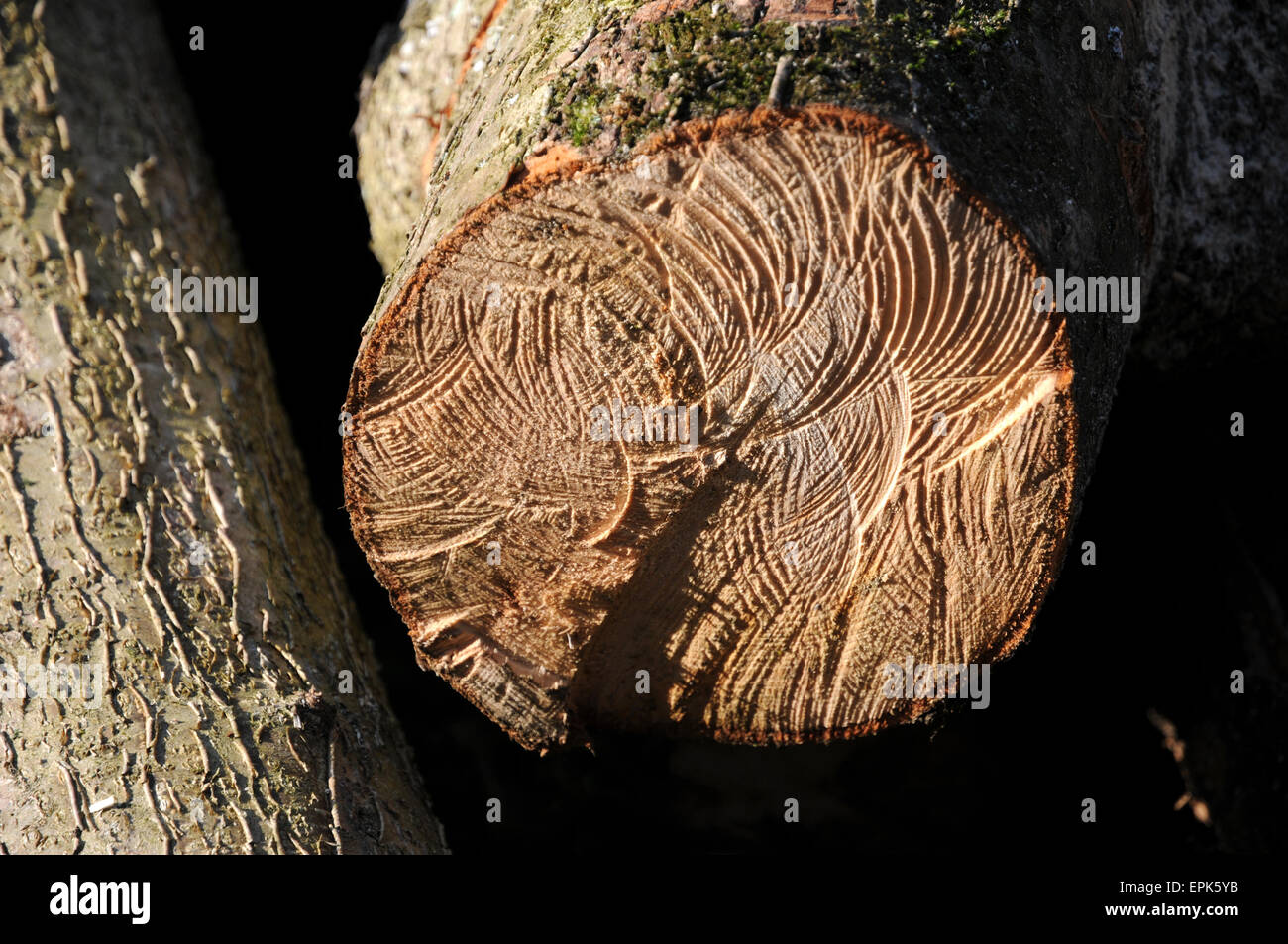 Hazel wood hires stock photography and images Alamy
