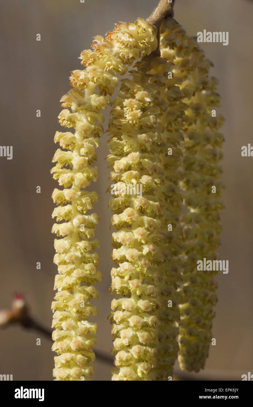 Haselsträucher hi-res stock photography and images - Alamy