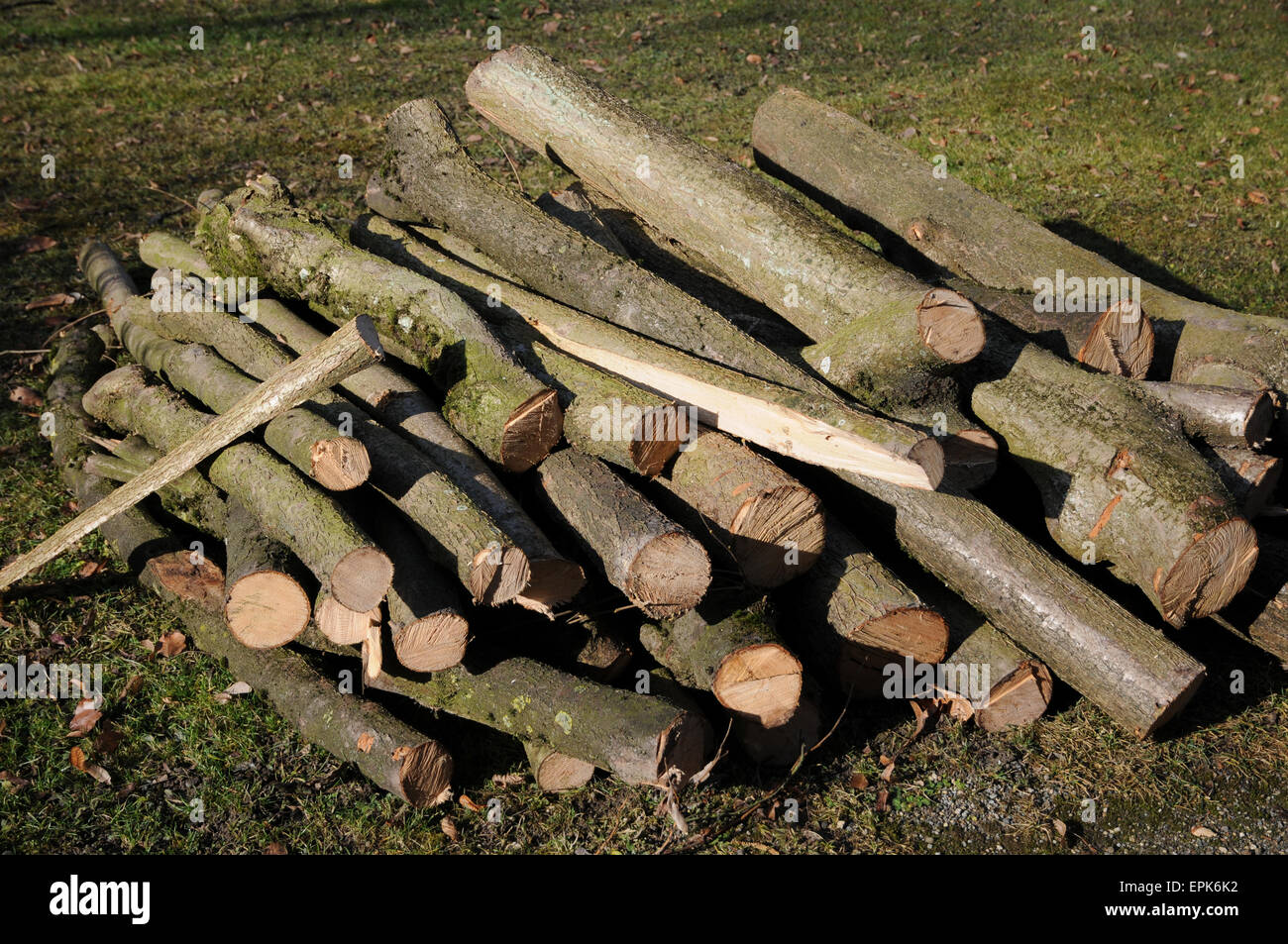 Hazel wood hires stock photography and images Alamy
