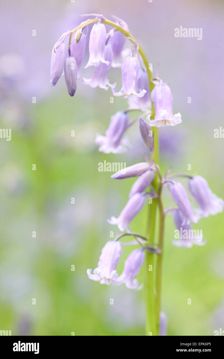 a beautiful close up of a field of bluebells Jane Ann Butler Photography JABP631 Stock Photo