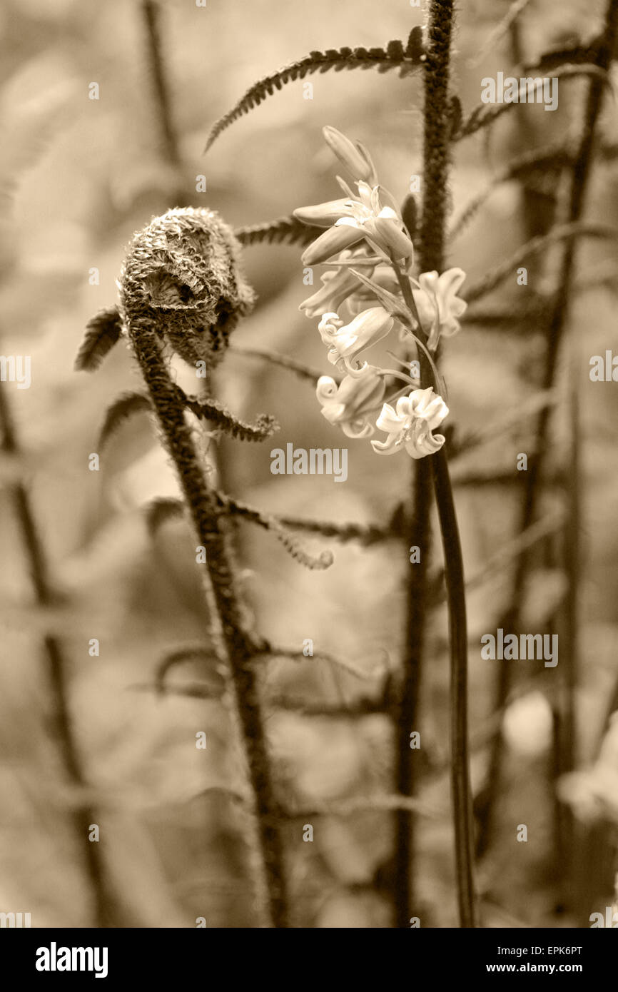 harmony in nature fern and bluebells - sepia toned Jane Ann Butler Photography JABP628 Stock Photo