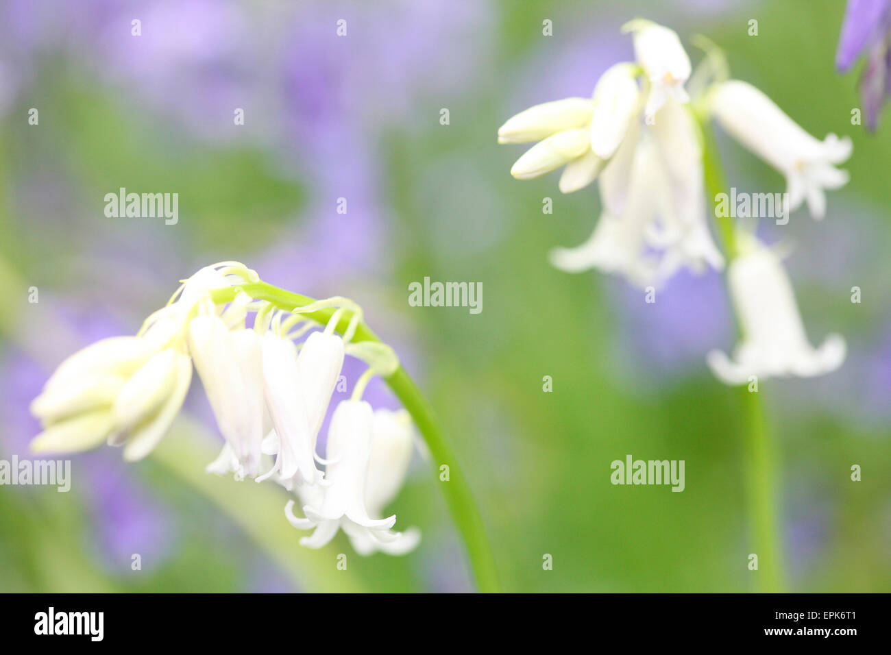 a beautiful close up of white bells in a field of bluebells Jane Ann Butler Photography JABP623 Stock Photo