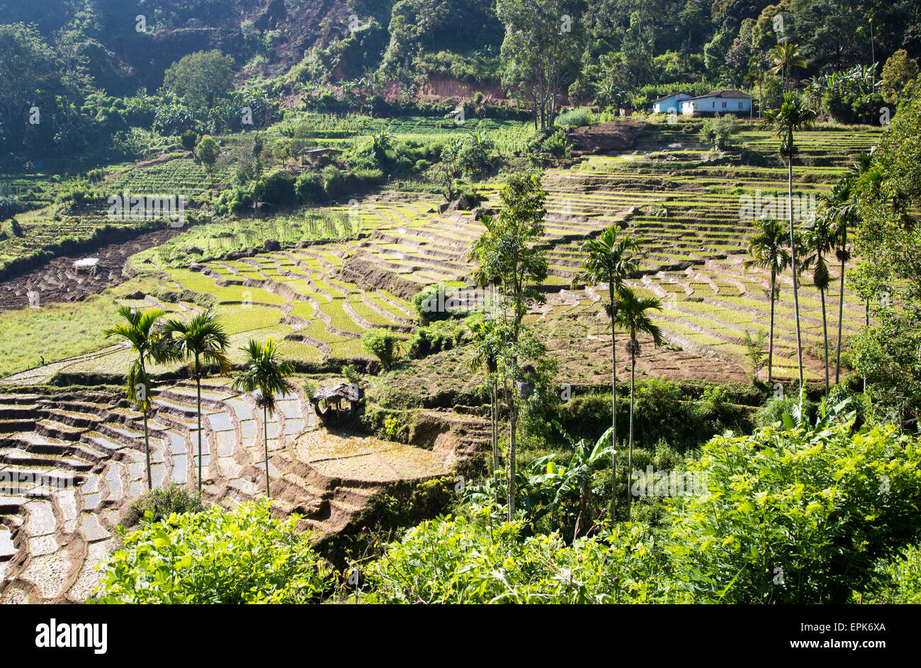 Paddy field rice farming terraces, Ella, Badulla District, Uva Province, Sri Lanka, Asia Stock Photo