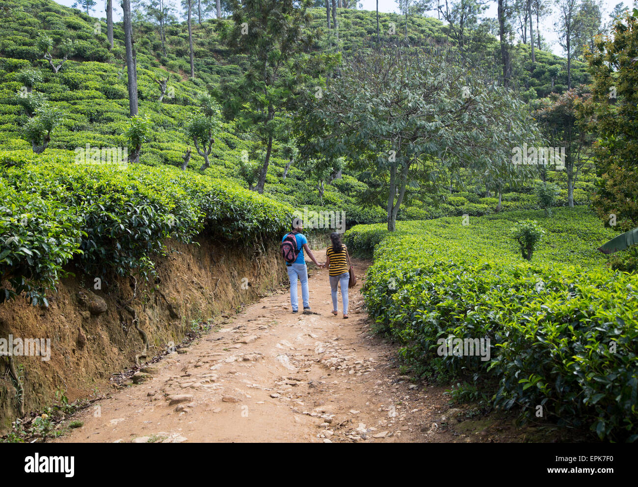 Young couple holding hands in tea plantation Ella, Badulla District, Uva Province, Sri Lanka, Asia Stock Photo