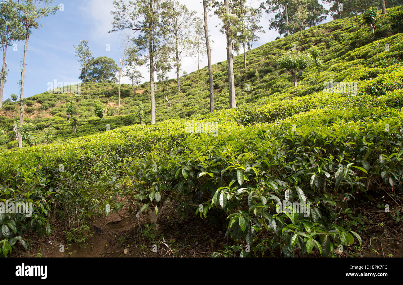 Tea plants in plantation growing on hillside Ella, Badulla District
