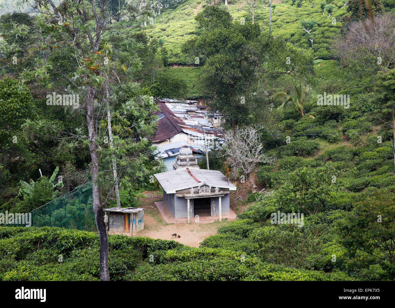 Tamil tea plantation worker housing, Ella, Badulla District, Uva
