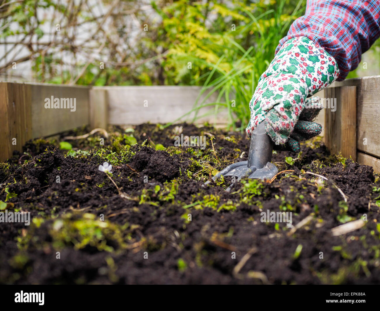 Woman weeding in the garden and she use the garden rake Stock Photo - Alamy