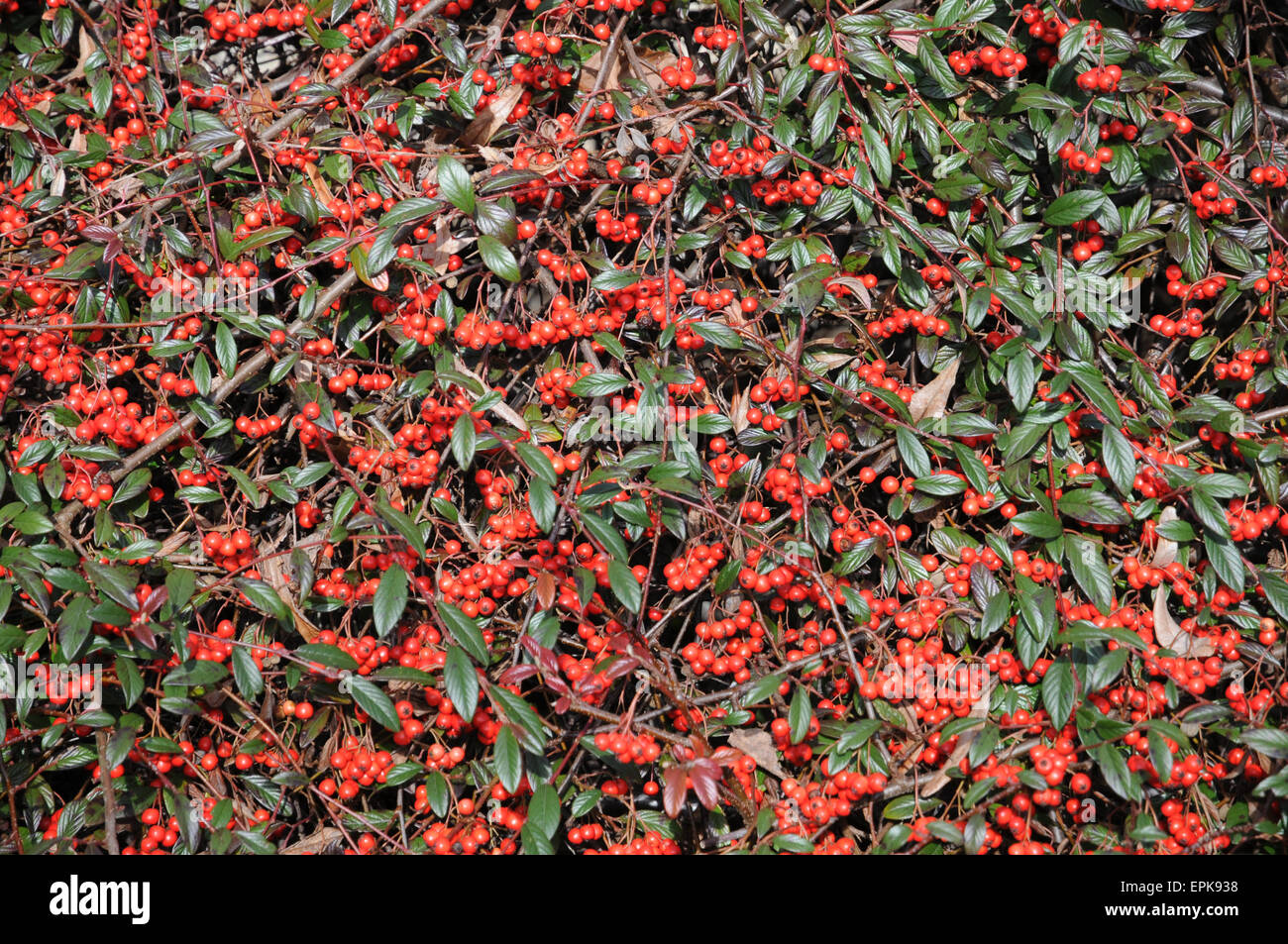 Willow leaved cotoneaster Stock Photo