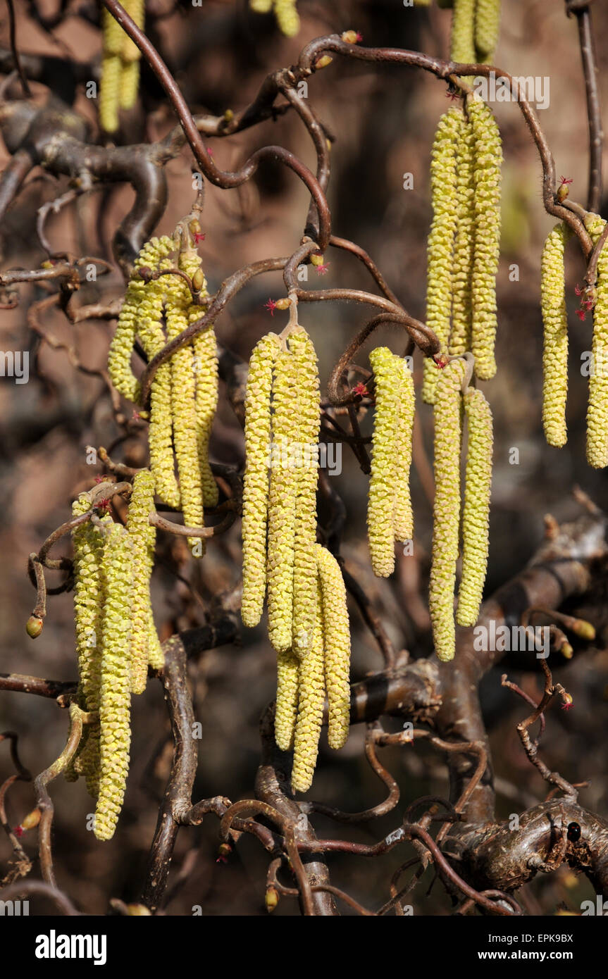 Korkenzieher haselnuss hires stock photography and images Alamy